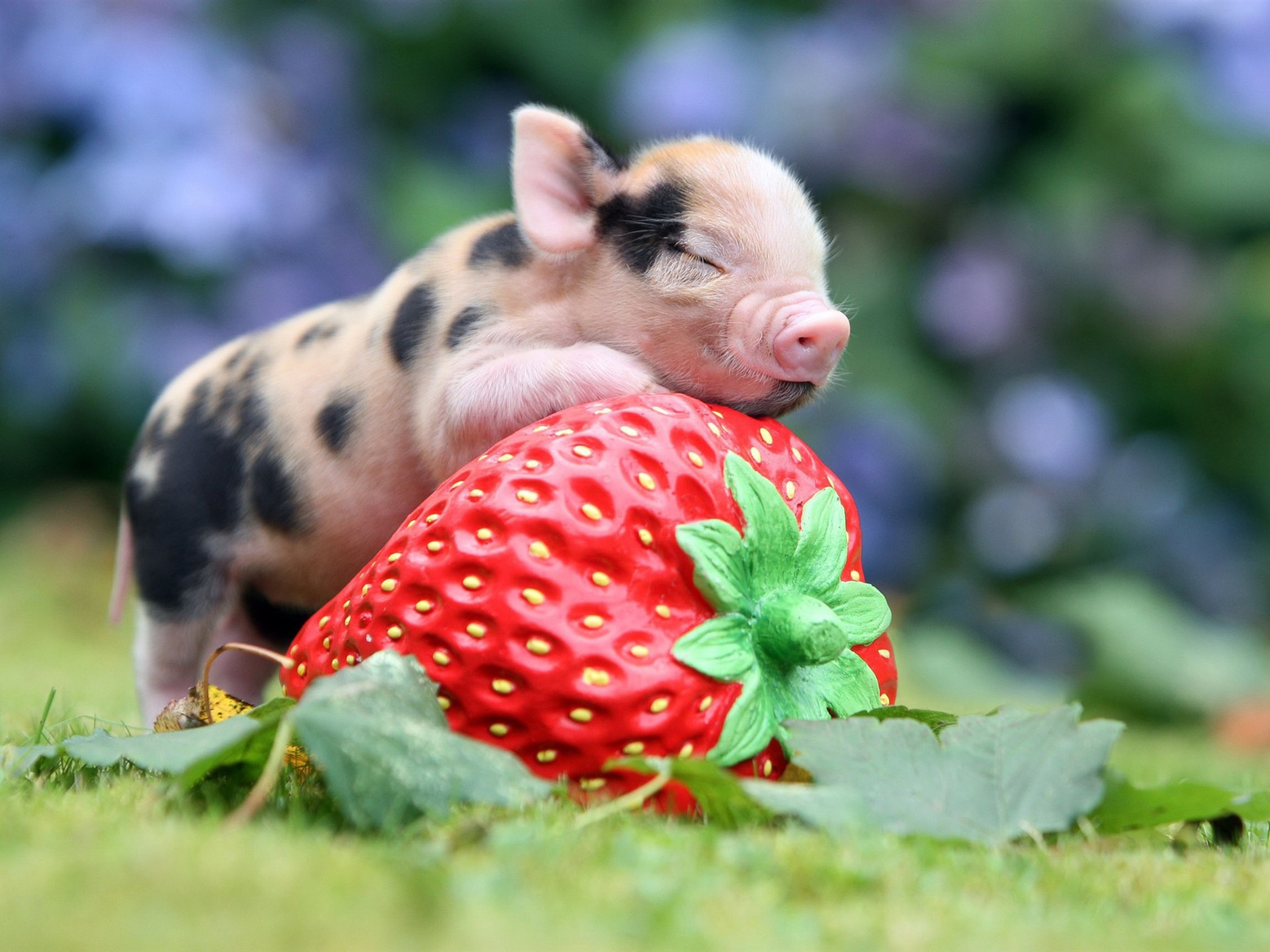Animals-little-pig-big-strawberry_1920x1440