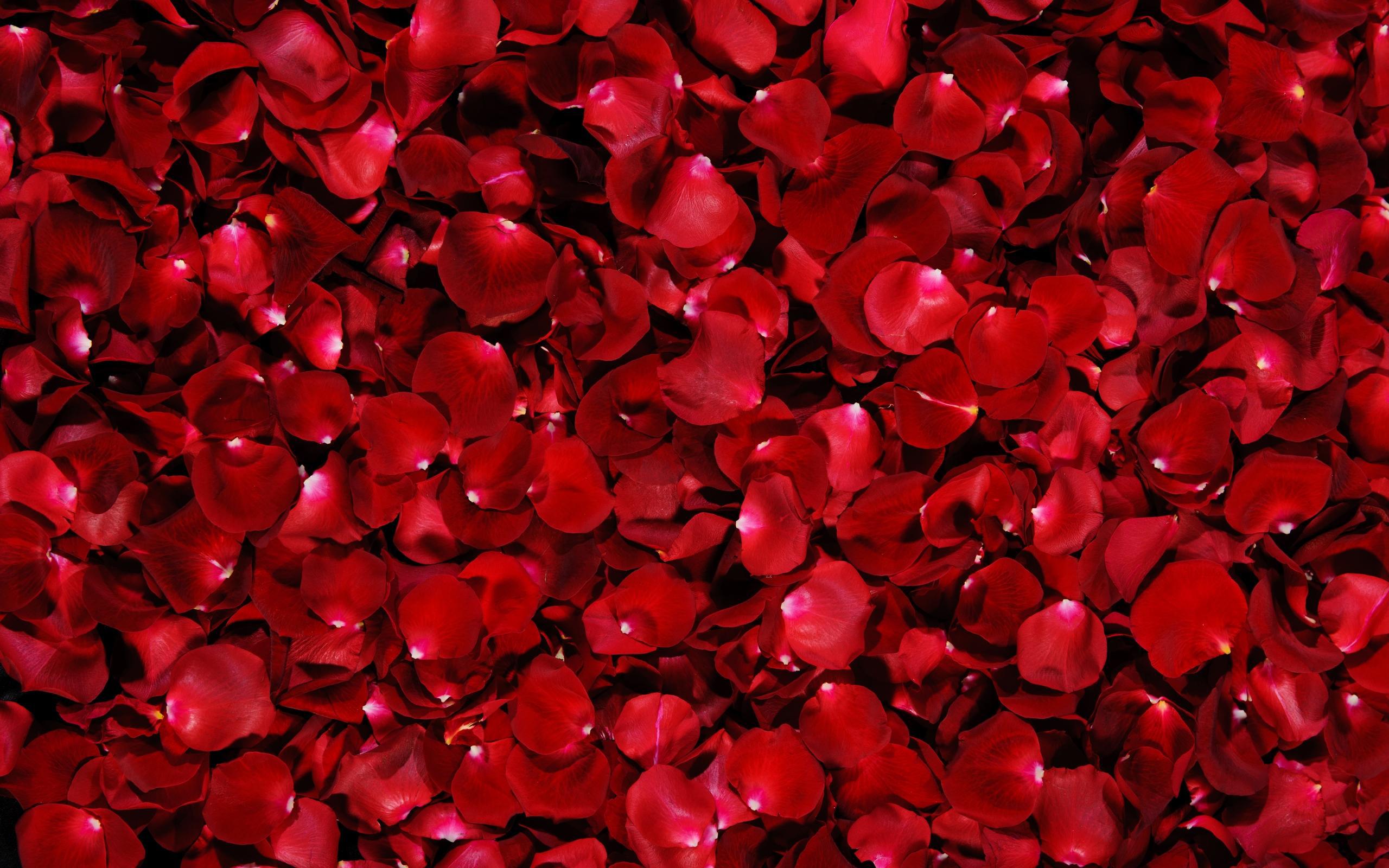 red-petals