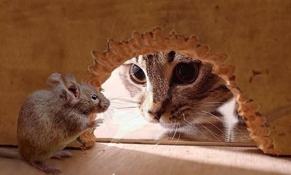 9. Con chuột nào chẳng hề sợ mèo, sợ chó? (Ảnh Internet)