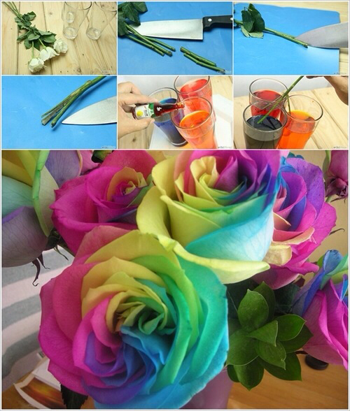 cách làm hoa hồng nhiều màu