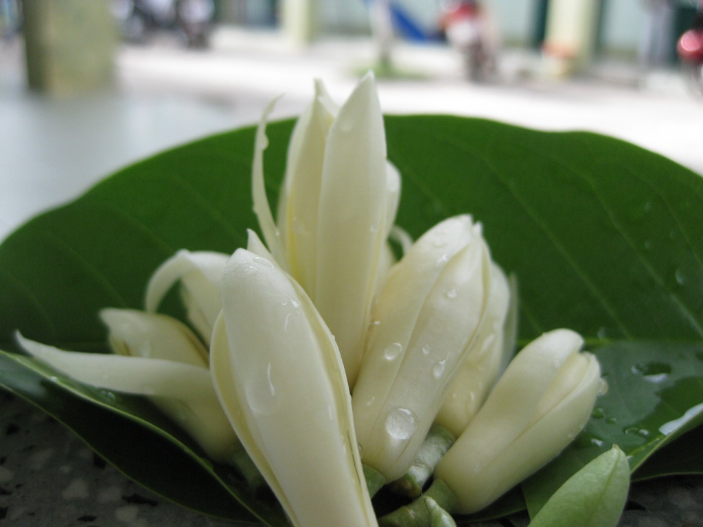 Hoa ngọc lan được coi là một nguyên liệu để chữa vô sinh rất tốt mà lại không đắt tiền