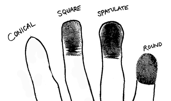 Từ trái sang: đầu ngón tay dạng nhọn, vuông, thìa bè, tròn