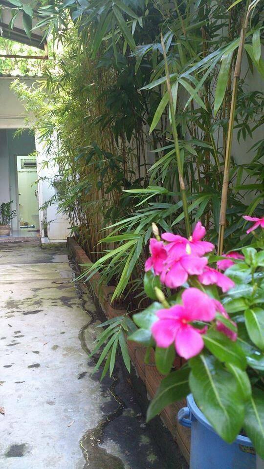 Lối đi có hàng trúc xanh mát trong căn hộ được cải tạo ở quận Phú Nhuận khiến chị Hà nhớ mãi